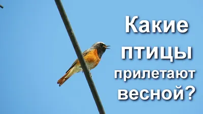 Грачи прилетели — началась весна»: орнитолог Павел Квартальнов о весенних  птицах / Лента / Альпина нон-фикшн