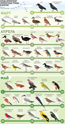 Какие птицы прилетают весной: 15 видов с фото | Маленькие открытия | Дзен