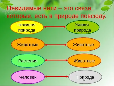 2 класс-Окружающий мир-"Невидимые нити в лесу"г. - YouTube