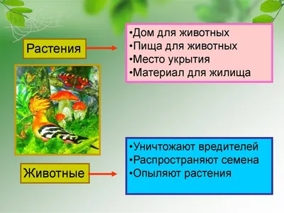 Вопросы к странице 93- ГДЗ Окружающий мир 2 класс Учебник Плешаков,  Новицкая. Часть 2 - ГДЗ РЕД