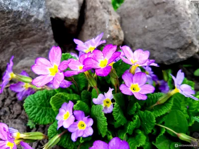 Примула обыкновенная / бесстебельная (Primula vulgaris, acaulis) - «Самые  первые порадуют своим цветением после зимы! 🌸 Чудесные, весенние,  неприхотливые примулы. 🌸 Мой опыт выращивания.» | отзывы