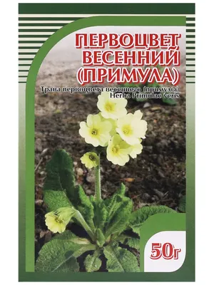 Советы по выращиванию и уходу цветка примулы садовой в открытом грунте:  посадка и размножение - фото