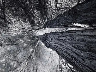 Черно-белые пейзажи Клайда Бутчера – ФотоКто