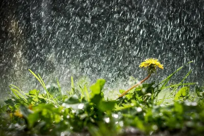 Природа дождь (56 фото) - 56 фото
