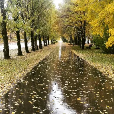 Фото: А ЗА ОКНОМ ..ОСЕННИЙ ДОЖДЬ. Фотолюбитель АЛИСА. Природа. Фотосайт  Расфокус.ру