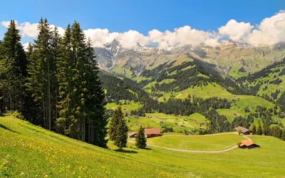 Фото зеленые горы в деревьях гора Природа