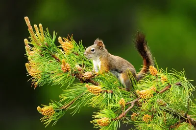 Север природа животные» — создано в Шедевруме