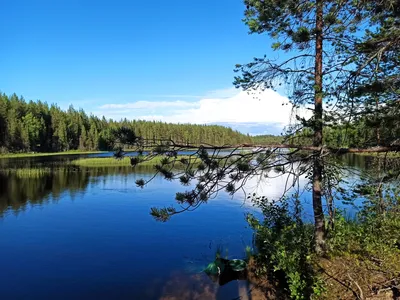 Природа Карелии — спасение местных жителей (Sveriges Radio, Швеция) |  , ИноСМИ