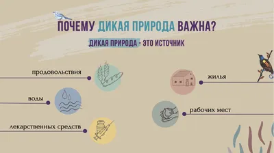 Дикая природа Казахстана для будущих поколений | United Nations Development  Programme