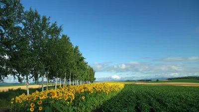 Яркие и впечатляющие фото Кубани - Коммерческие новости - Калужский  перекресток Калуга