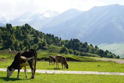 Обои для рабочего стола Kyrgyzstan Tian Shan гора ручеек Природа