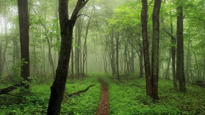 лес :: тропинка :: Природа (красивые фото природы: моря, озера, леса) /  смешные картинки и другие приколы: комиксы, гиф анимация, видео, лучший  интеллектуальный юмор.