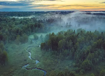 лес :: утро :: Природа (красивые фото природы: моря, озера, леса) :: фото /  смешные картинки и другие приколы: комиксы, гиф анимация, видео, лучший  интеллектуальный юмор.