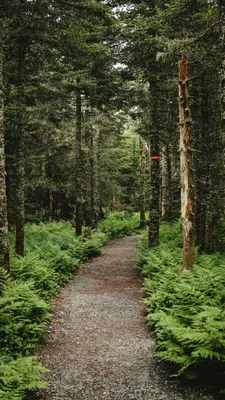 Пейзаж. Природа Лес. Озеро. горы. …» — создано в Шедевруме