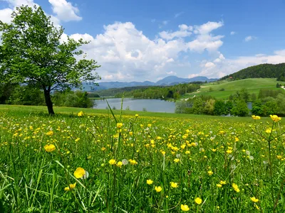 Фотографии Словения Mozirje Лето Природа Небо Озеро Лютик траве