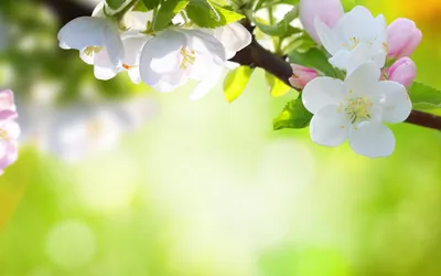 Бесплатное изображение: Сад, цветок, Лепесток, лето, природа, красивые,  цветение, цветение