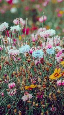 Красивая природа с цветами - 66 фото