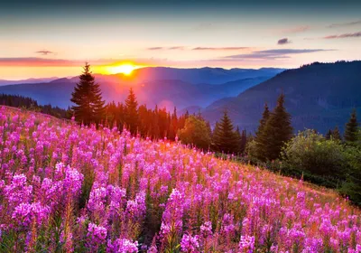 Солнце, Природа, Цветы - картинка на рабочий стол | Скачать ТОП Бесплатно  картинки