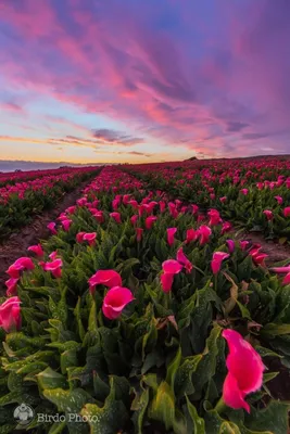 Природа, Цветы, Горы - обои на телефон, | ТОП Бесплатно фото
