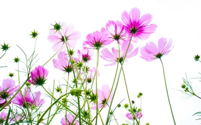 Лето природа цветы - 49 фото - картинки и рисунки: скачать бесплатно