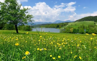 Скачать обои поле, лето, трава, деревья, природа, весна, раздел пейзажи в  разрешении 1920x1200