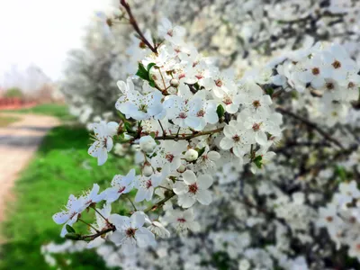 Обои весенние, картинки март, заставки апрель, май, 2560x1600 фото природа  весны