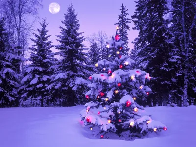 Картинки фото, природа, зима, елка, новый год, красиво, снег, огни - обои  1280x800, картинка №157199