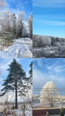 Опушка леса зимой - 79 фото