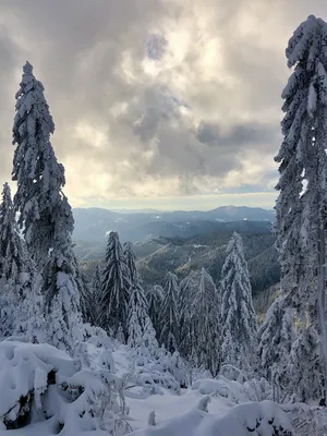 зима дерево, снег природа, красивая зима, зима, природа зима