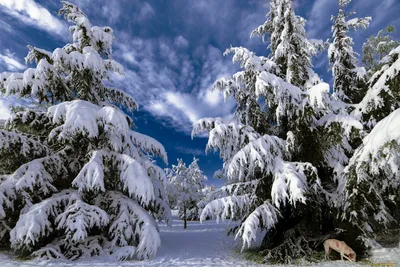 Обои небо, мороз, свет, иней, зимний лес для рабочего стола #42535