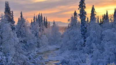 Обои Природа Зима, обои для рабочего стола, фотографии природа, зима, снег,  ели, небо Обои для рабочего стола, скачать обои картинки заставки на  рабочий стол.