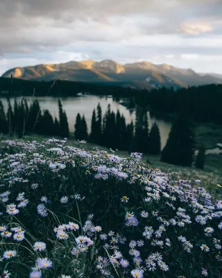 Обои цветы, горы, природа, Россия, пионы, Алтай картинки на рабочий стол,  раздел природа - скачать