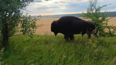 Вікі любить Землю» запрошує до участі у фотоконкурсі для Вікіпедії – Новини  Полтавщини