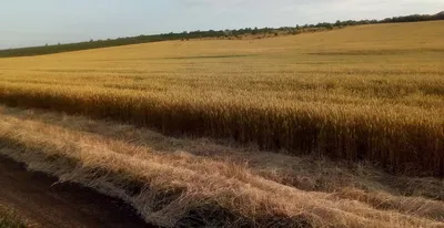 В Україні планують влаштувати дерибан природи під виглядом децентралізації  | Українська правда _Життя