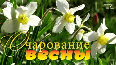 Весна - природы обновление... (Лариса Краюшкина) / Стихи.ру