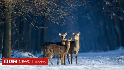 Фото зимових Карпат: Ворохта, Буковель, Яремча. Фотосесія у горах