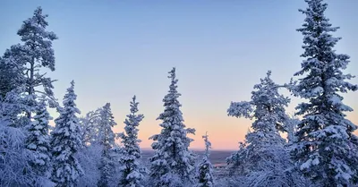 Новогодний пейзаж (43 фото) - 43 фото