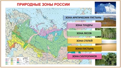 Природные зоны России. Растения и животный мир России по природным зонам.  Карта по природоведению - природные зоны