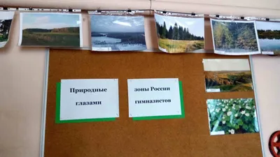 Комплект плакатов "Природные зоны: смешанные и широколиственные леса,  тайга": 8 плакатов формата А3 с методическим сопровождением – купить по  цене: 295,20 руб. в интернет-магазине УчМаг