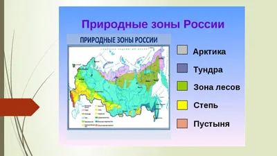 Природные зоны России | Удоба - бесплатный конструктор образовательных  ресурсов