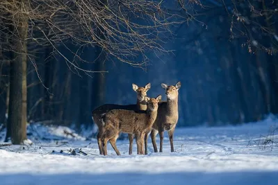 природа-Украины | 