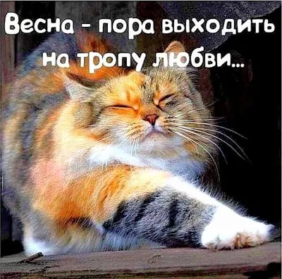 С НАЧАЛОМ 🐾😽💗😸🐾 ВЕСНЫ! | Веселые картинки, Объятия животных, Кошачьи  лапы