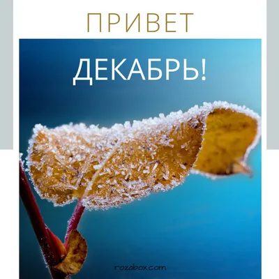 Привет декабрь