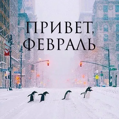 Зимнее 💗☃️💗 Утро доброе! Февраль! | Фотография юмор, Доброе утро, Зимние  цитаты