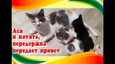 Ася и котята, передержка передает привет. - YouTube