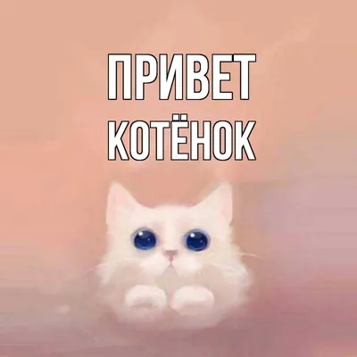 открытка кот, кошка