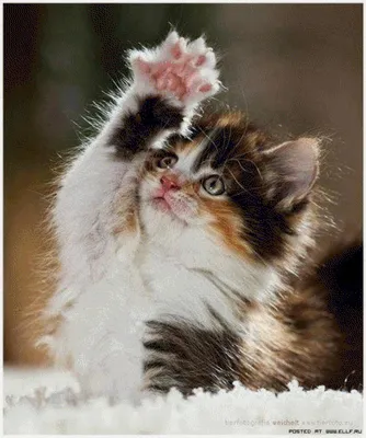 Hello Kitty-Привет, котенок Милый мультяшный чехол для телефона - купить с  доставкой по выгодным ценам в интернет-магазине OZON (1286147875)
