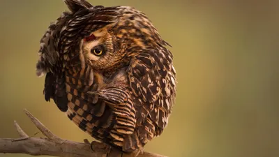 Обои National Geographic, 4k, HD, сова, смешные, National Geographic, 4k,  HD wallpaper, Owl, Funny, ОС #149