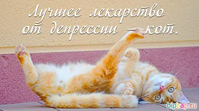 Shorts Привет! Позитивчик Для Друзей! Тебе Просто Так! Смешные Коты! Funny  Cats! - YouTube