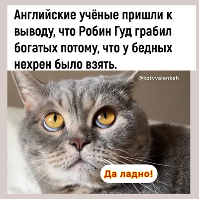 Cats_Fest - Привет мир , привет суббота ! А вы знаете почему я зовусь  Невская Маскарадная ??? А все от того , что моя окрас моей мордочки как  маска ! Следите за